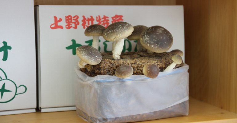 用成熟的香菇做成的蛋糕。