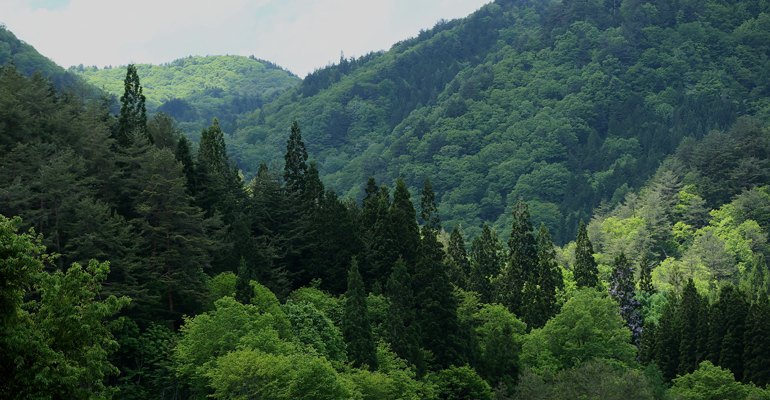 日本是一个森林资源丰富的国家，拥有大约2500万公顷的土地。然而，由于陡峭的地形和缺乏森林道路基础设施，使得国内圆木比进口圆木昂贵，每年的采伐量仅为年增量的六分之一。日本于2014年加入PEFC，其可持续绿色生态系统委员会(SGEC)国家森林认证体系于2016年6月获得PEFC国际认可。