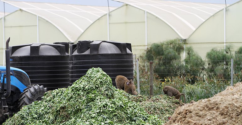 在肯尼亚的一家沼气厂，狒狒们正在清理最近运送过来的蔬菜垃圾。